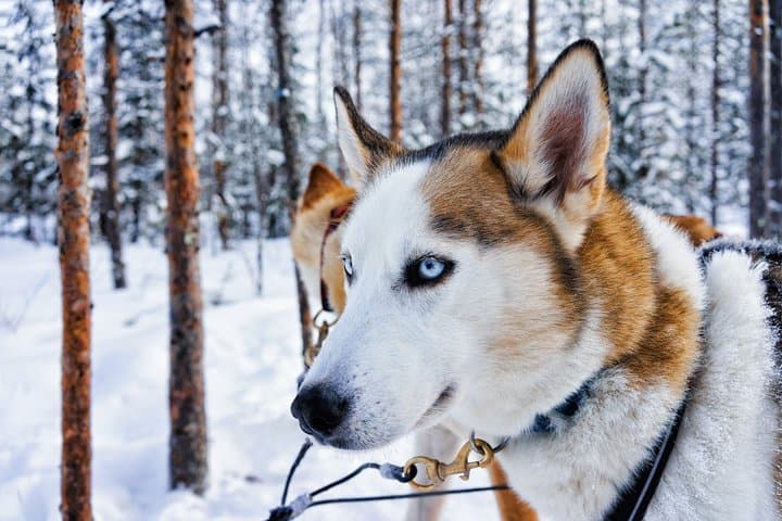 Rovaniemi: Husky & Reindeer Ride with Transfers