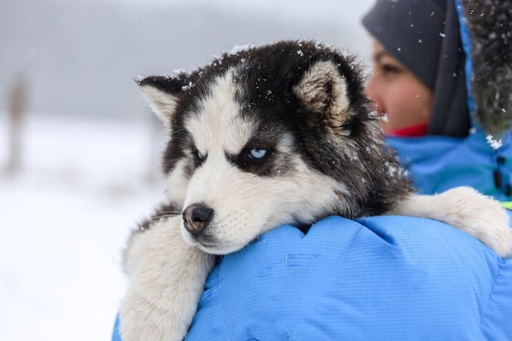 Rovaniemi: Husky & Reindeer Ride with Transfers