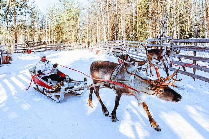 Rovaniemi: Husky & Reindeer Ride with Transfers