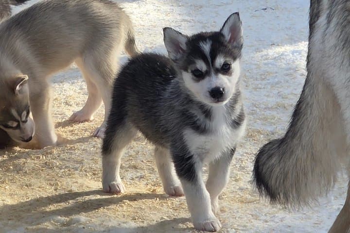 1,5 hour Husky experience in Pyhatunturi