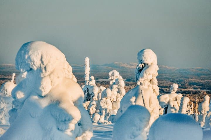 Rovaniemi: Riisitunturi National Park, 10km Husky Ride and Lunch