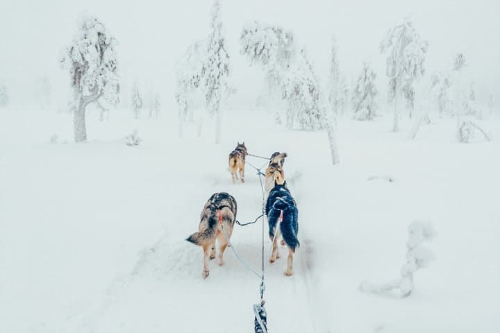 Rovaniemi: Riisitunturi National Park, 10km Husky Ride and Lunch