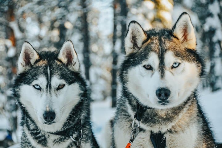 Rovaniemi: Riisitunturi National Park, 10km Husky Ride and Lunch