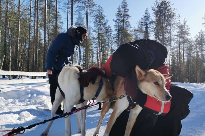 Rovaniemi: Arctic Husky Safari Tour