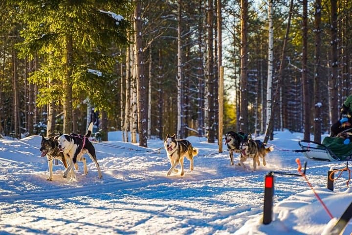 Rovaniemi: Arctic Husky Safari Tour
