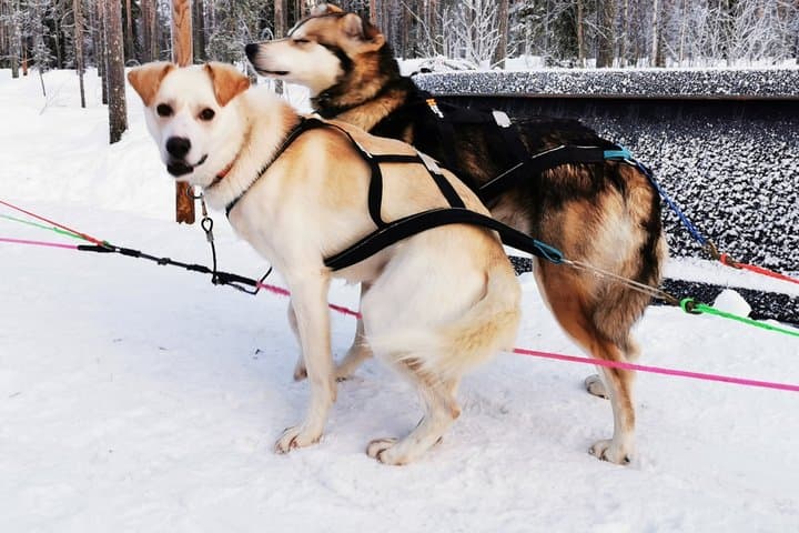 Rovaniemi: Arctic Husky Safari Tour