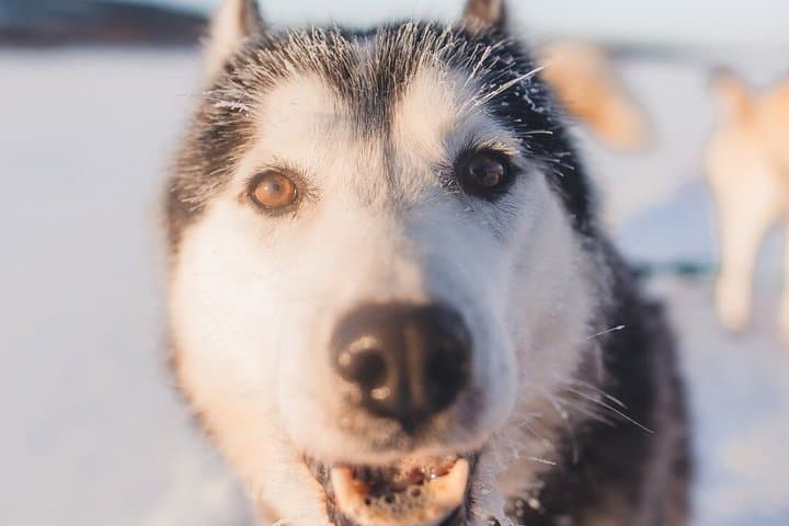 Rovaniemi: Arctic Husky Safari Tour