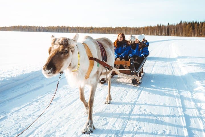 Apukka Reindeer Journey