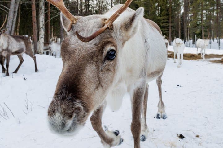 Meet the reindeer herd, local culture and forest walk along