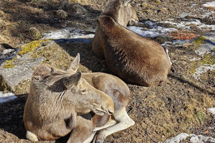 Arctic Wildlife Adventure Ranua Zoo Tour at Rovaniemi and Lapland