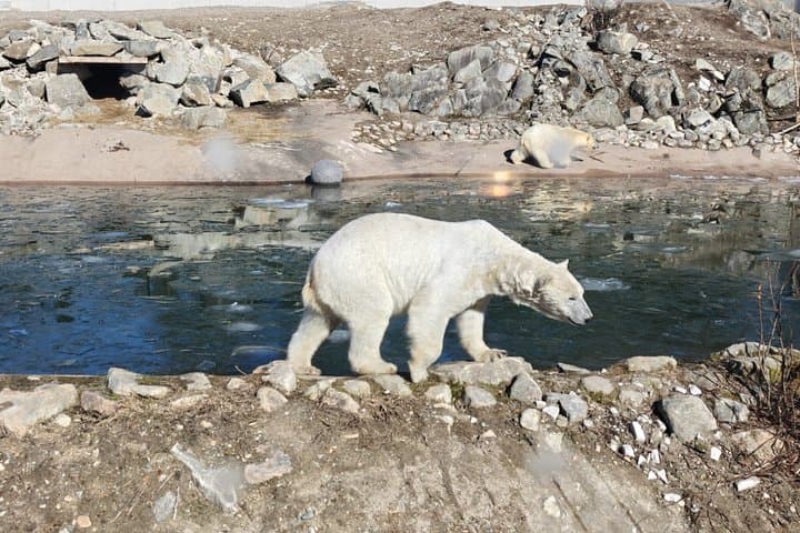 Arctic Wildlife Adventure Ranua Zoo Tour at Rovaniemi and Lapland