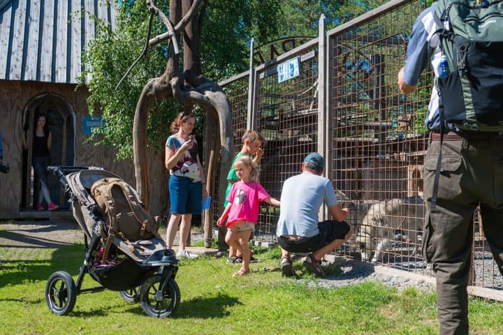 Rovaniemi Husky and Reindeer Experience in Summer with Transfers