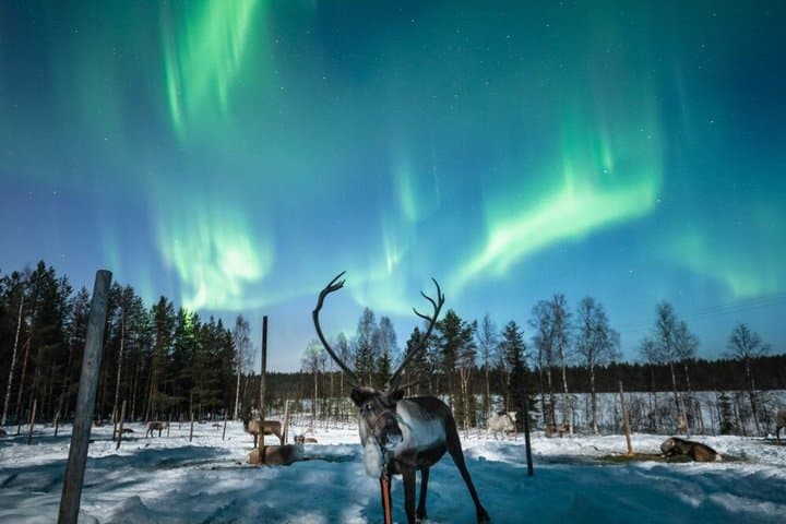 Rovaniemi Northern Lights Reindeer Sleigh Ride 3.5 KM