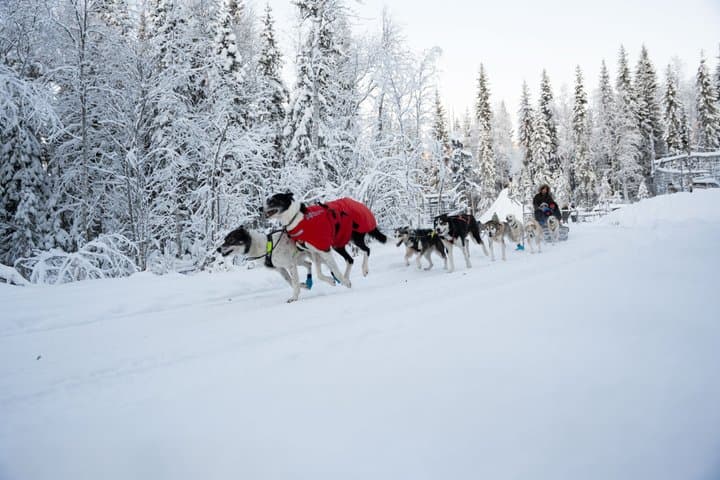 Local Husky Experience with Sled Ride and Photographer