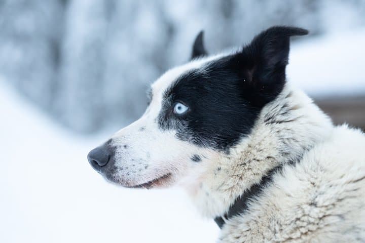 Local Husky Experience with Sled Ride and Photographer