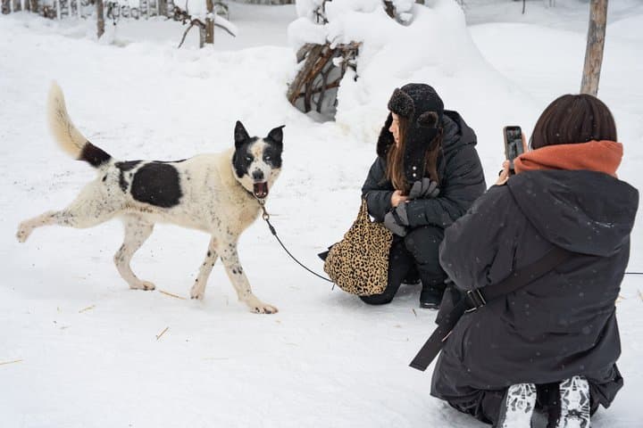 Local Husky Experience with Sled Ride and Photographer