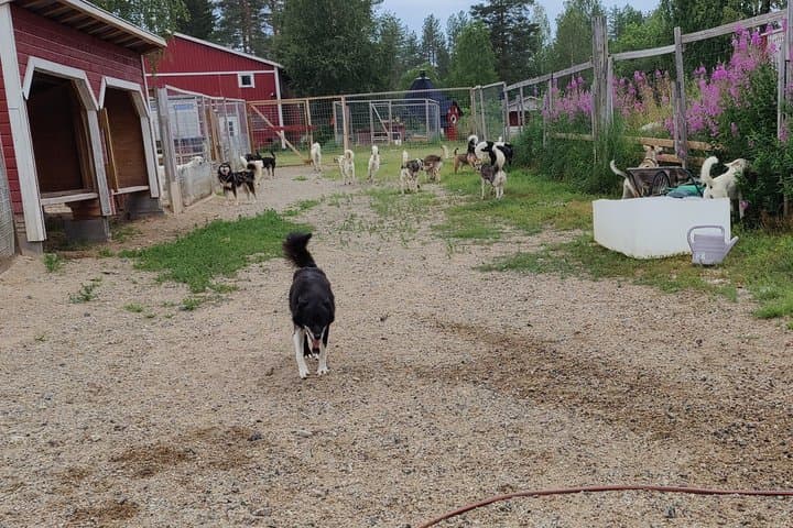 Husky Visit at Finn jann Huskyfarmi