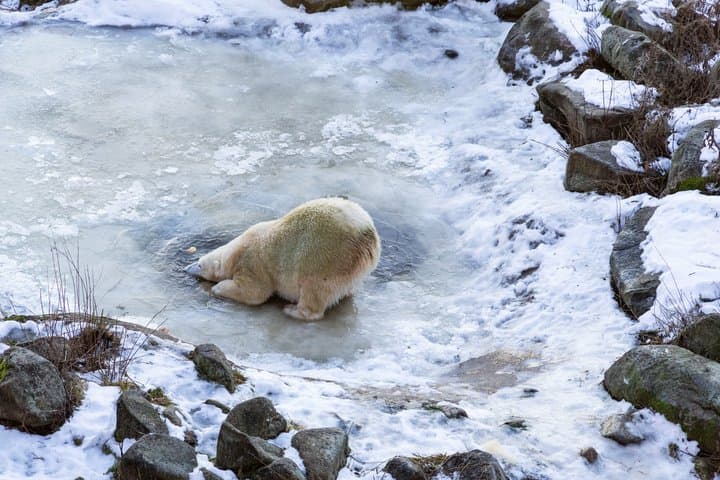 Visit to Ranua Wildlife Park - Rovaniemi