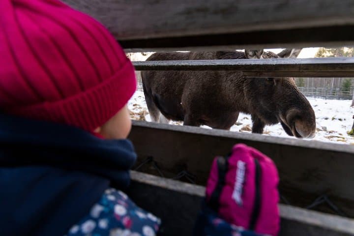 Visit to Ranua Wildlife Park - Rovaniemi