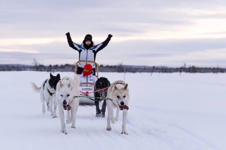 Husky Safari - Rovaniemi
