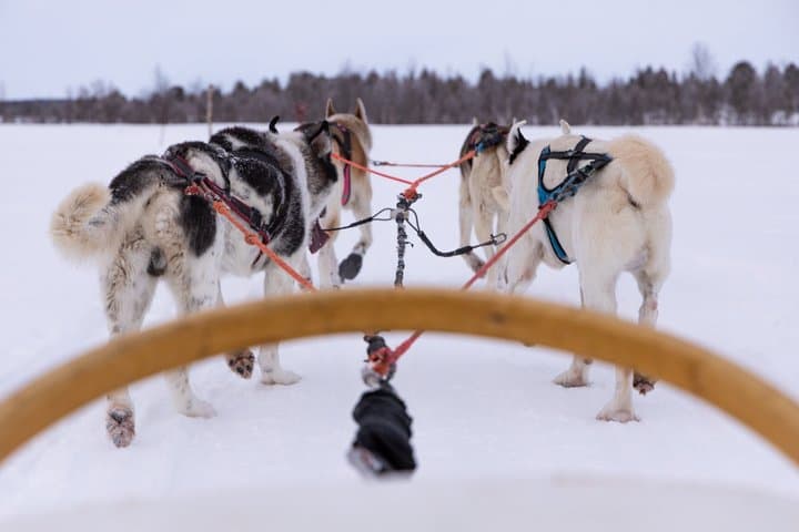 Husky Safari - Rovaniemi