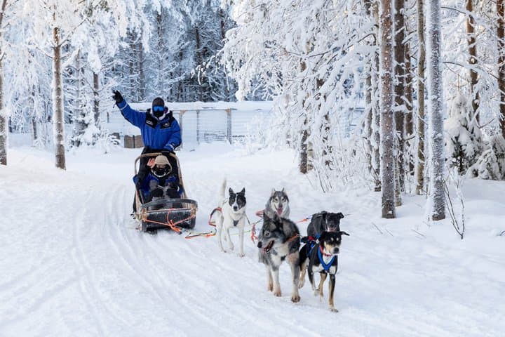 Husky Safari - Rovaniemi