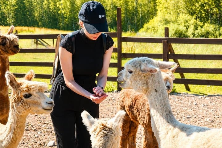 Private Alpaca Forest Walk Helsinki: Feeding, Photos,Hotel Pickup