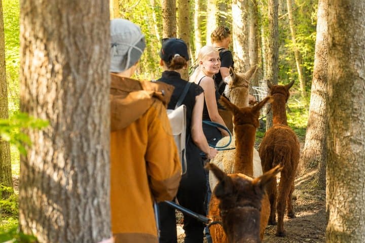 Private Alpaca Forest Walk Helsinki: Feeding, Photos,Hotel Pickup