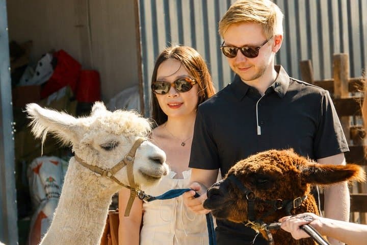 Private Alpaca Forest Walk Helsinki: Feeding, Photos,Hotel Pickup