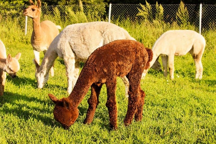 Private Alpaca Forest Walk Helsinki: Feeding, Photos,Hotel Pickup