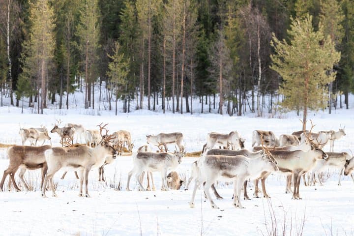 Meet the reindeer herd, local culture and forest walk along