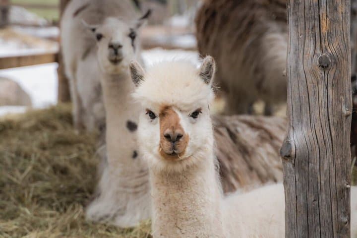 Snowmobile & Animals Day Tour