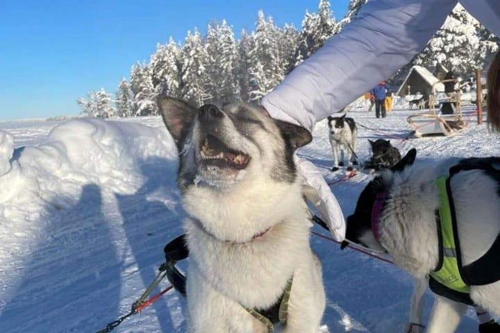 Husky Sledding Ride in Levi 5 KM