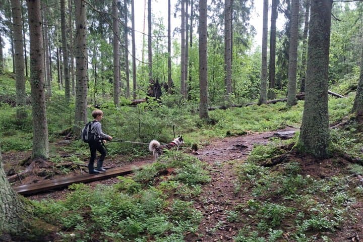 Guided Husky Hike in Finnish National Park