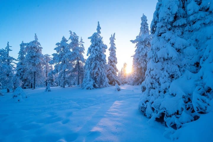 Riisitunturi National Park Day Tour from Rovaniemi