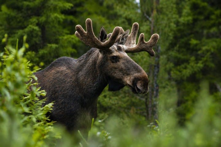 Rovaniemi: Unlimited-KM Moose & Arctic Wildlife Safari