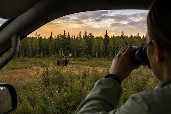 Rovaniemi: Unlimited-KM Moose & Arctic Wildlife Safari