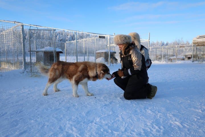 Lapland Wilderness Husky Safari 7,5 km