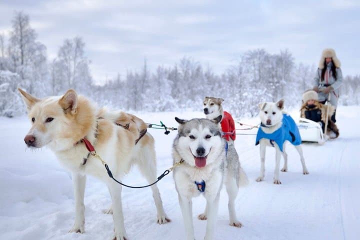 Husky Ride, Reindeer Ride and Snowmobiling Day Experience
