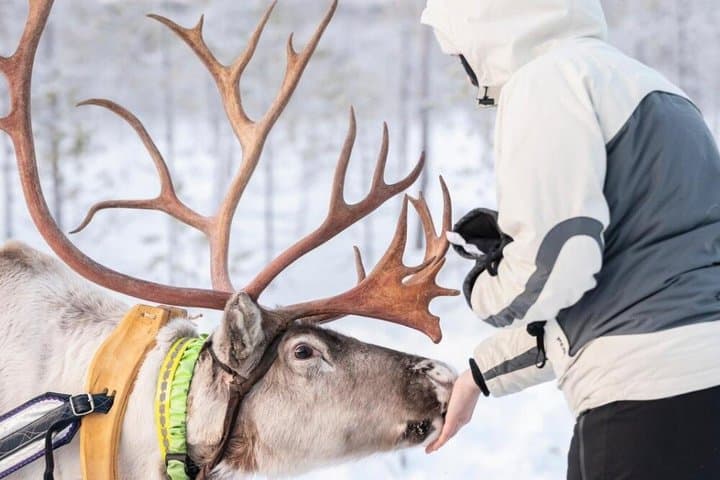 Husky Ride, Reindeer Ride and Snowmobiling Day Experience