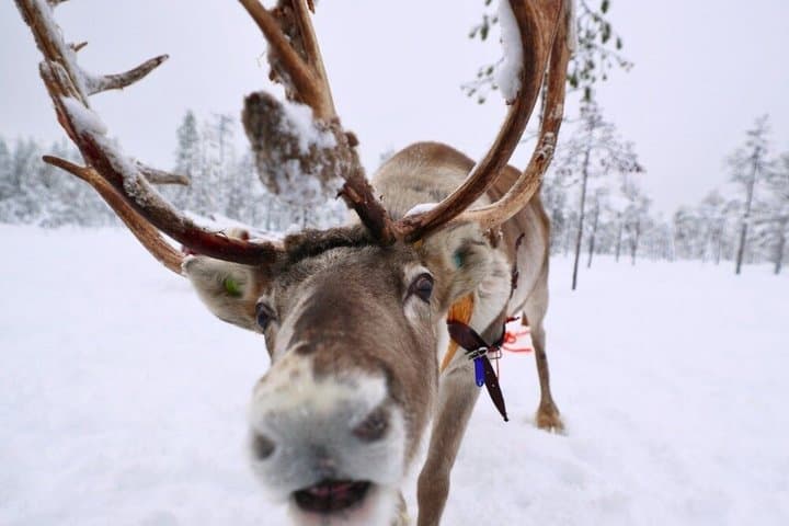 Husky Ride, Reindeer Ride and Ice Fishing One Day Experience