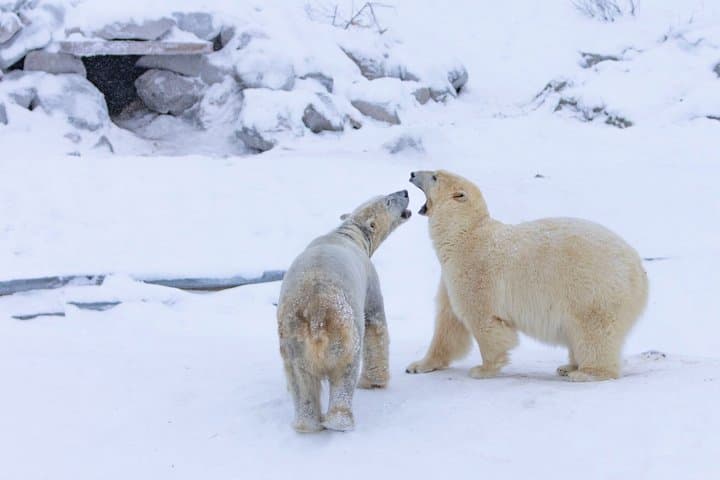 Ranua Zoo Experience with Flexible Package Options
