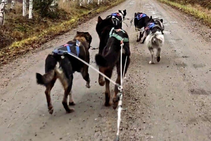 Husky Cart Adventure in Wilderness BBQ 4 to 6 km Self Drive