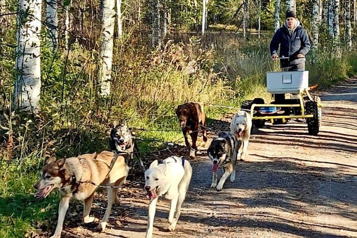 Husky Cart Adventure in Wilderness BBQ 4 to 6 km Self Drive
