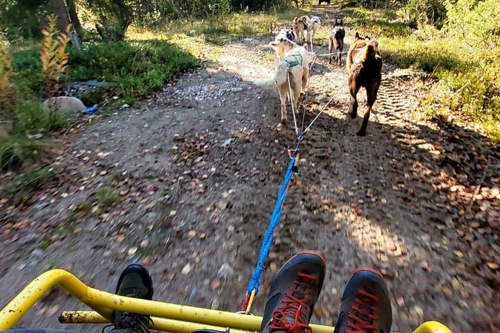 Husky Cart Adventure in Wilderness BBQ 4 to 6 km Self Drive